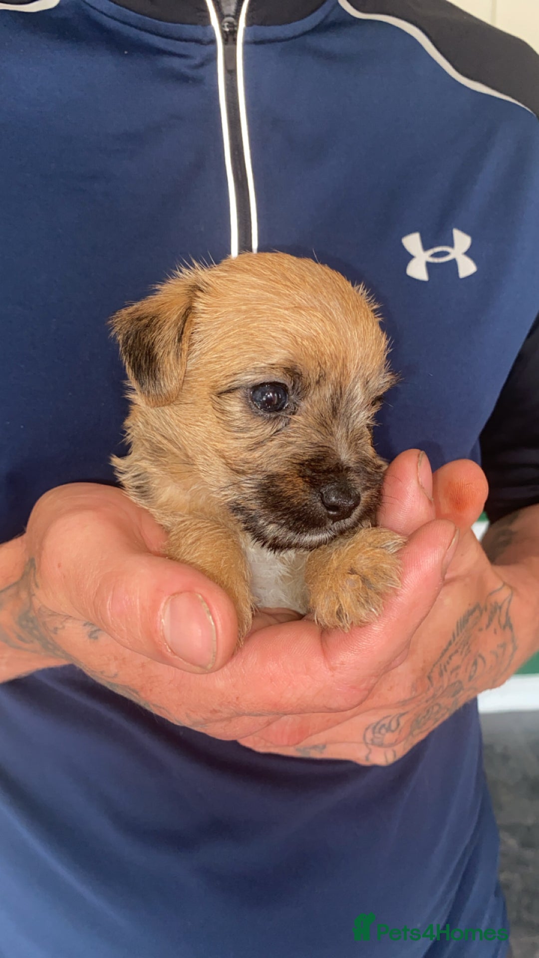 Patterjack dogs for sale: Two rescue pups patterjacks - Image 2