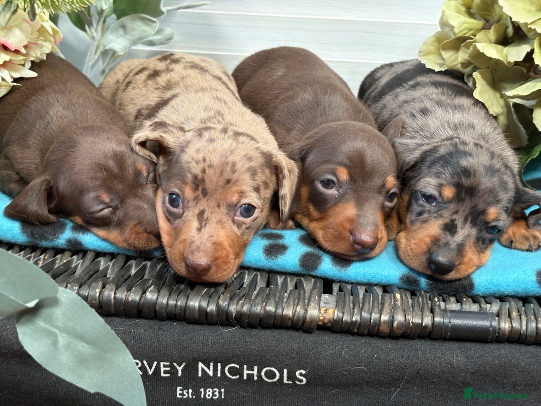 Miniature Dachshund dogs for sale: Miniature Daschund KC. PRA-OI-CRD-PRA-NCL - Image 23