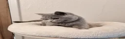 British Shorthair cats for sale: Stunning British Shorthair & Longhair Kittens  - Advert 10