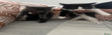 Mixed Breed 5