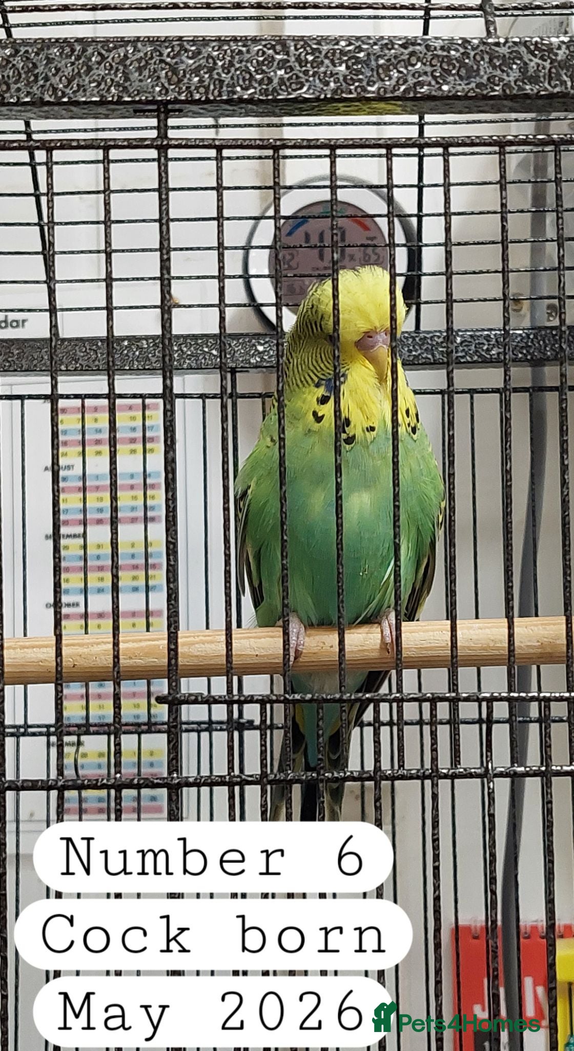 Budgerigars birds Baby budgies Ashford Kent  - Advert 15