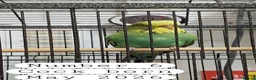 Budgerigars birds for sale: Baby budgies Ashford Kent  - Advert 2