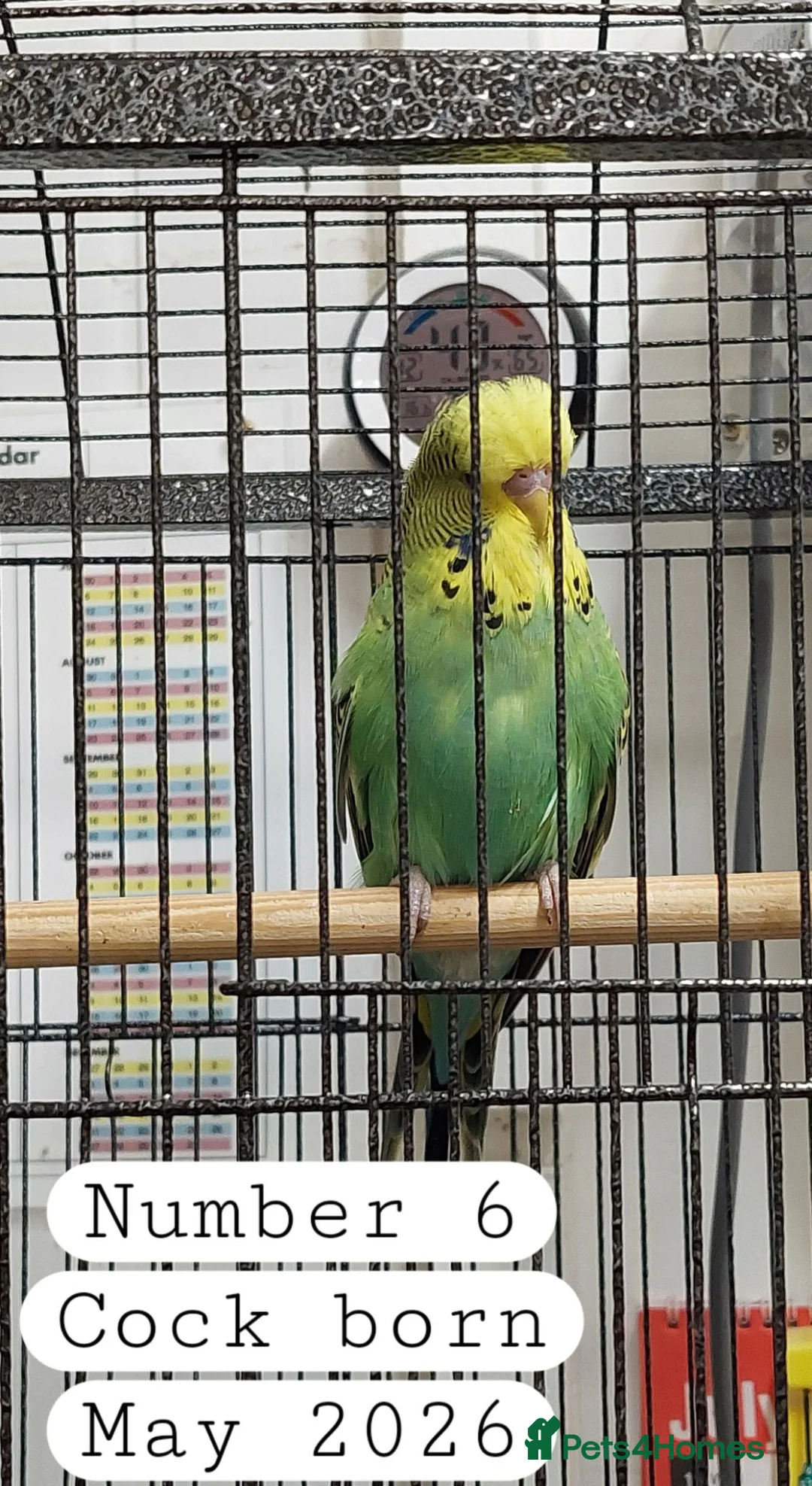 Budgerigars birds for sale: Baby budgies Ashford Kent  - Advert 2