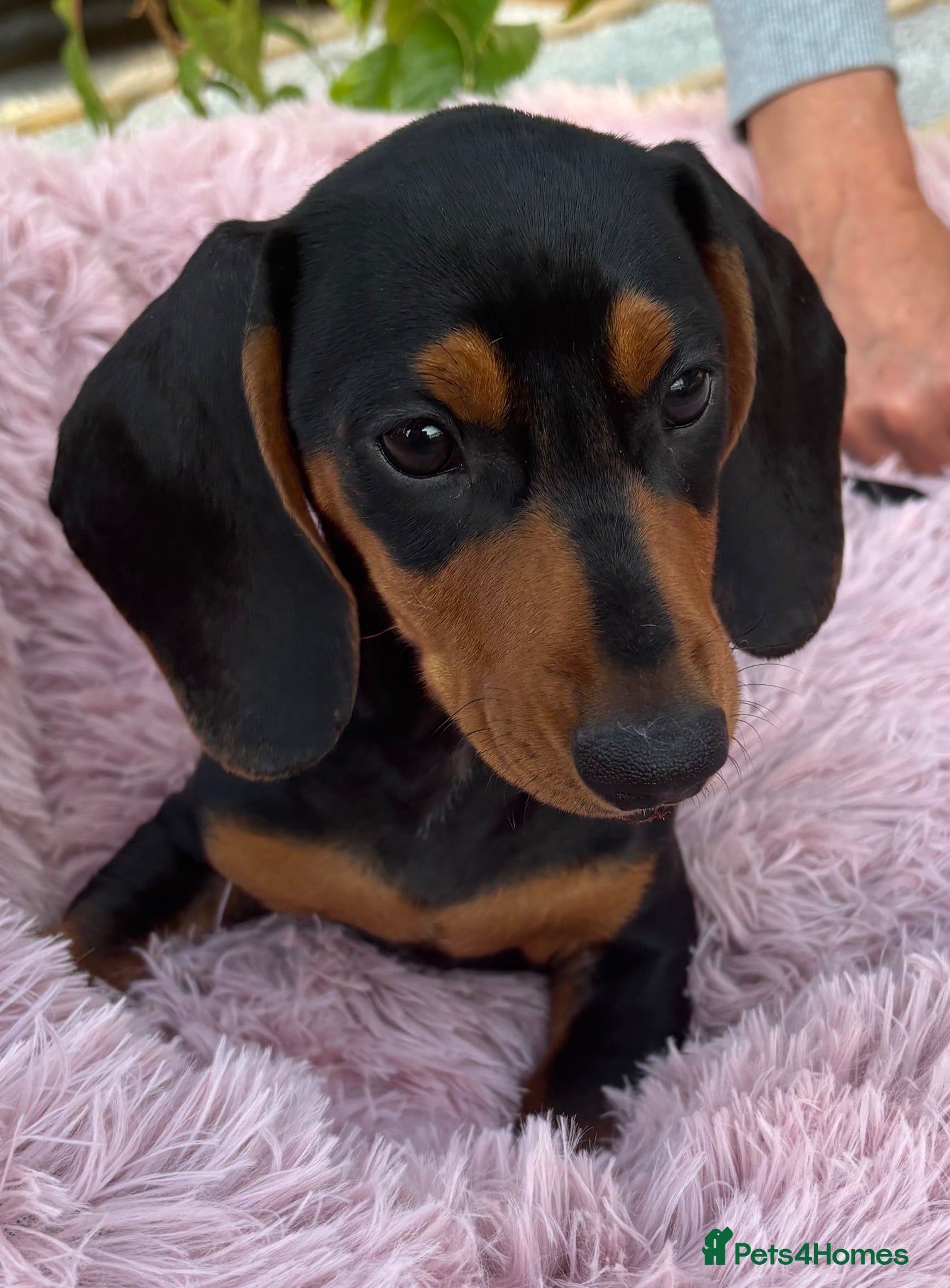 Miniature Dachshund dogs Stunning KC Mini Dachshund Last 3 Final Reductions - Advert 1