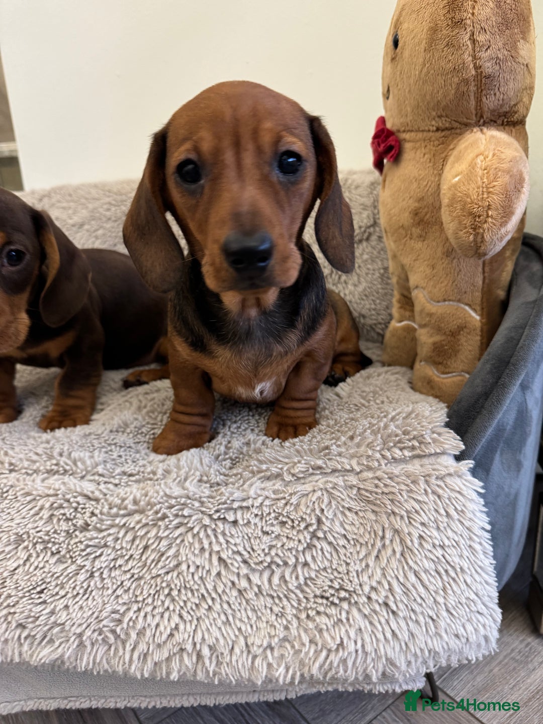 Miniature Dachshund dogs for sale: Miniature dachshund  - Advert 13