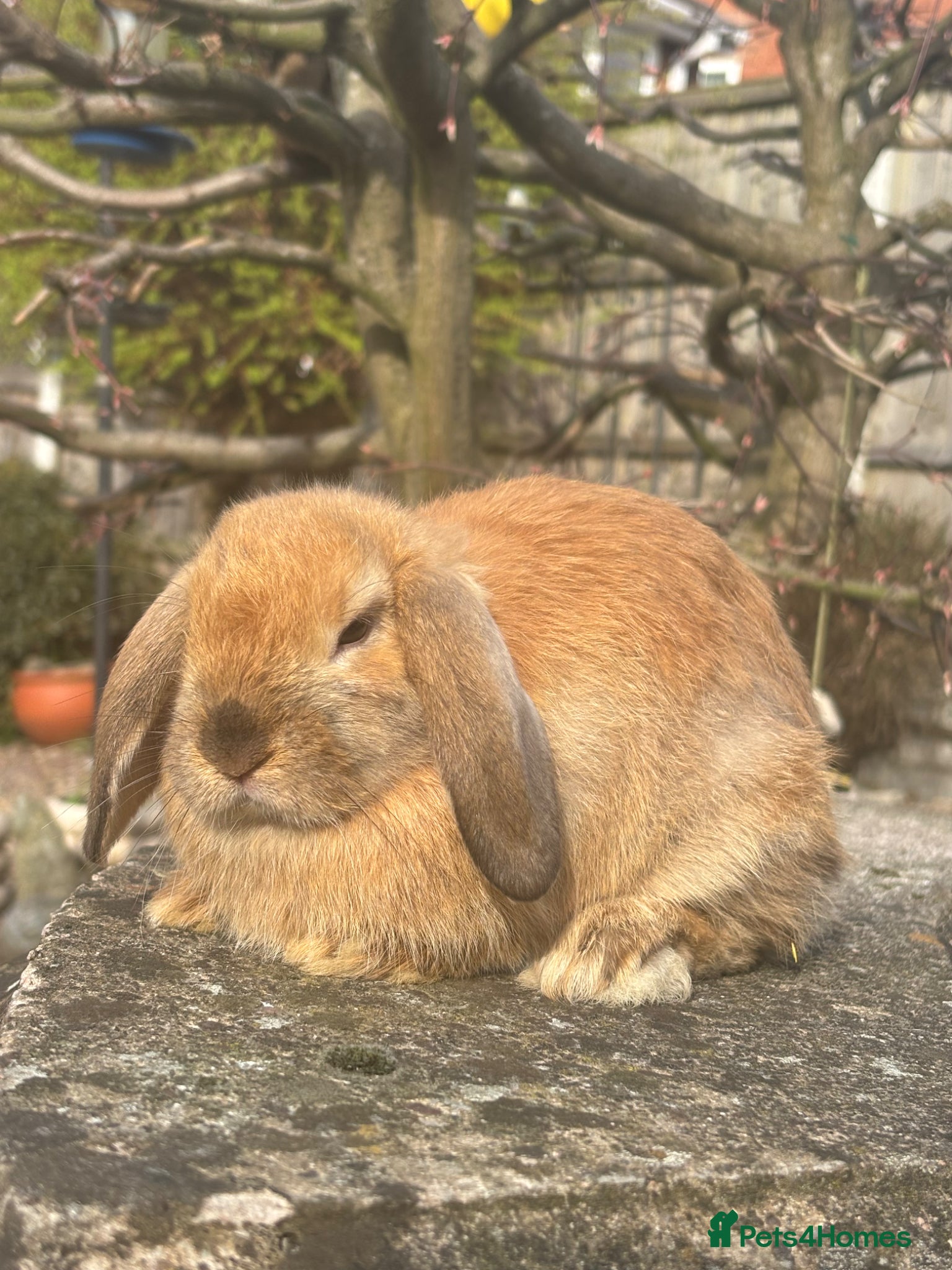 Mixed Breed rabbits 8 week old ginger lop / brown lop dwarf cross - Advert 4