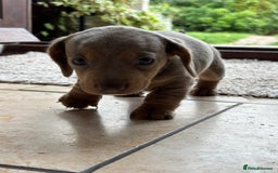 Miniature Dachshund dogs for sale: Mini short/long coat crossed dachshund  - Image 15