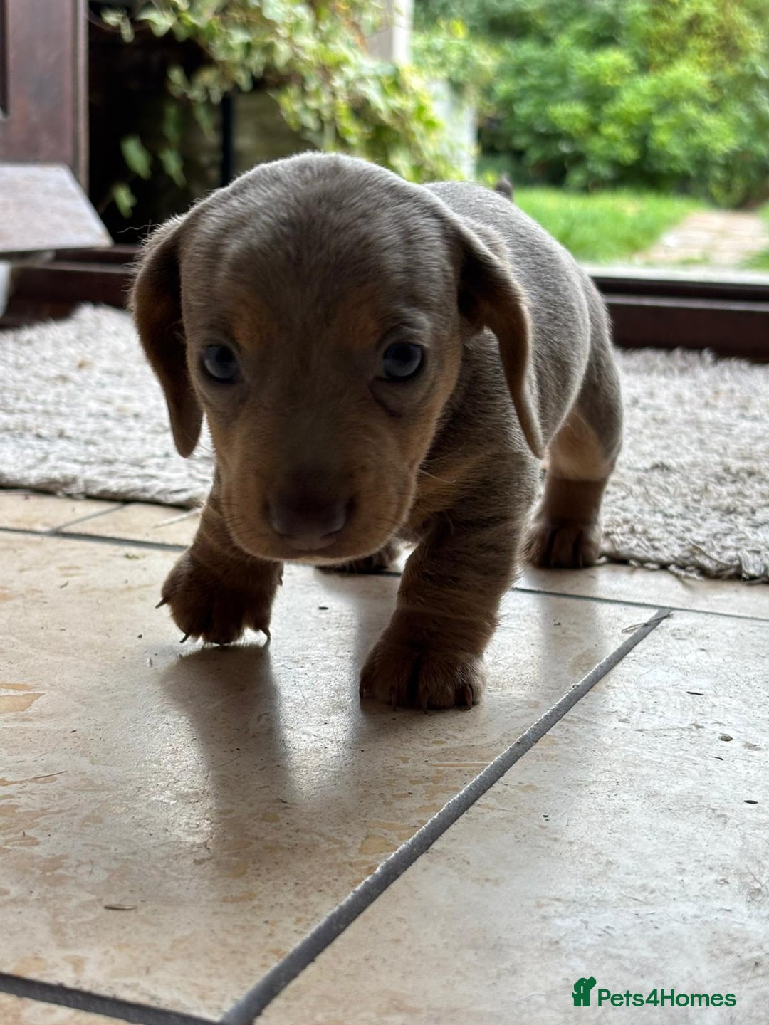 Miniature Dachshund dogs for sale: Mini short/long coat crossed dachshund  - Image 15