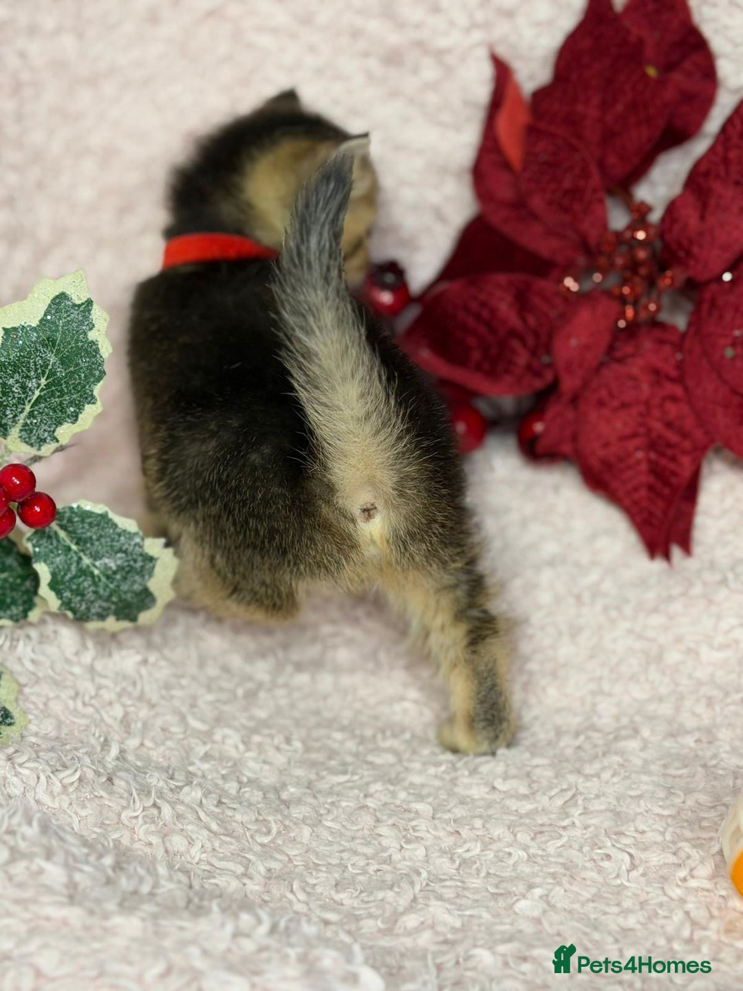 British Shorthair cats for sale: ⭐️Stunning BSH kittens GCCF registered ⭐️ - Advert 20