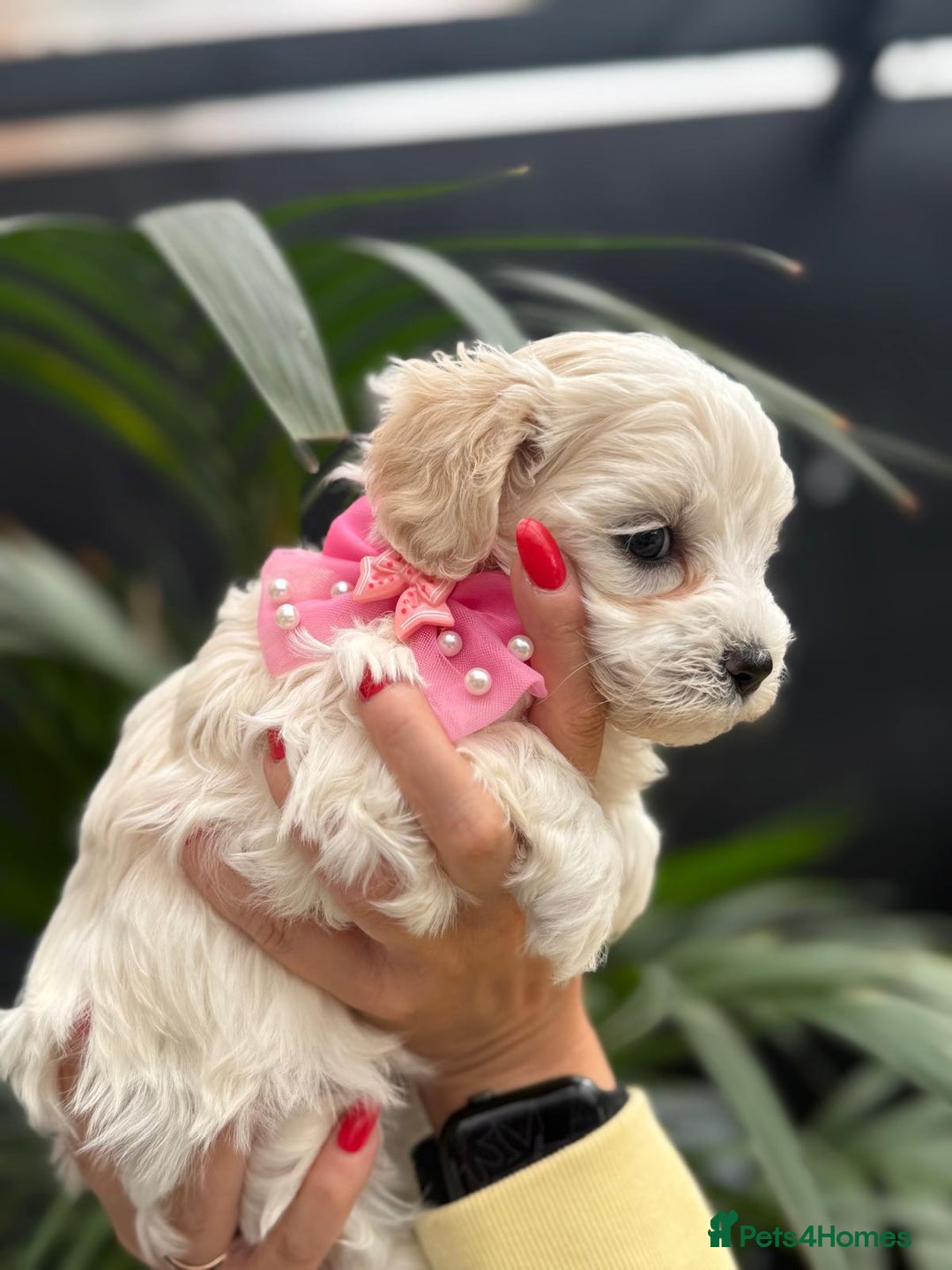 Maltipoo dogs for sale: ❤️Maltipoo beutifull puppies healthy checked❤️😍🥰 - Image 15