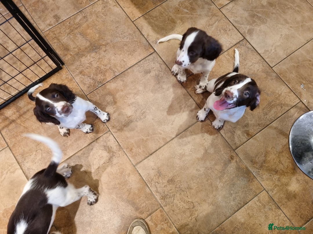 English Springer Spaniel dogs for sale: English springer spaniel puppies  - Image 27