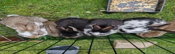 Flemish rabbits for sale: Beautiful baby rabbits  - Advert 4