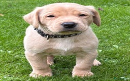 Labrador Retriever dogs for sale: Labrador Puppies - Image 12