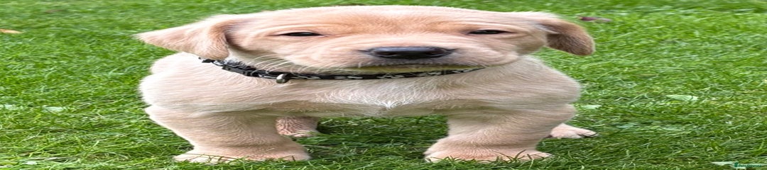 Labrador Retriever Puppy 3