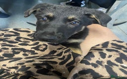 German Shepherd dogs for sale: German shepherd puppies  - Image 13