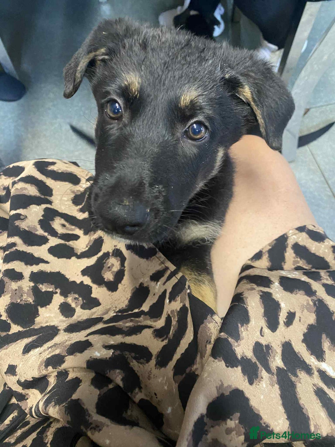 German Shepherd dogs for sale: German shepherd puppies  - Image 13