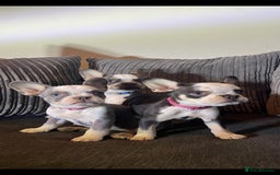 French Bulldog dogs for sale: Premium French Bulldog Puppies  - Advert 3