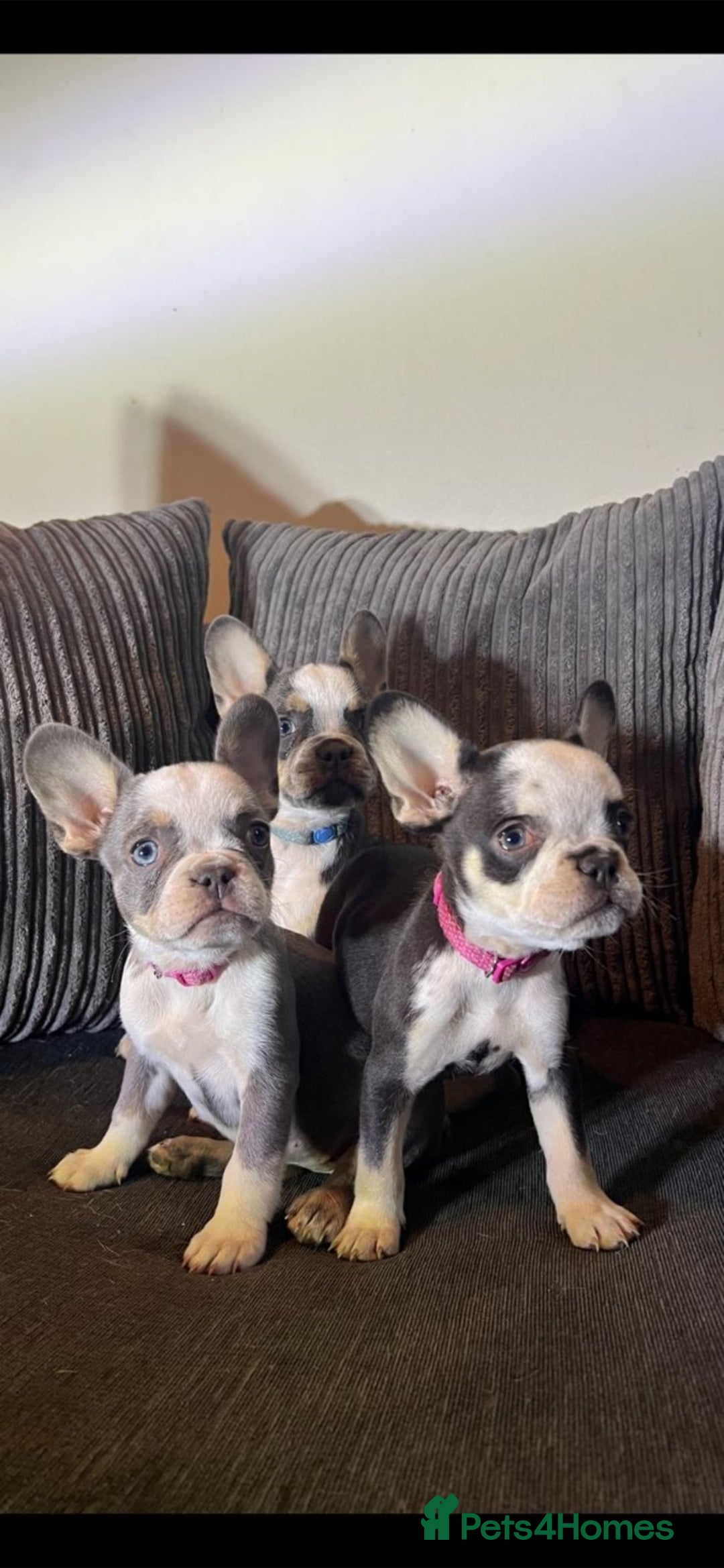 French Bulldog dogs for sale: Premium French Bulldog Puppies  - Advert 3