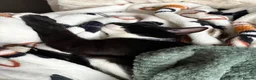 Mixed Breed cats for sale: Male cat for sale  - Advert 7