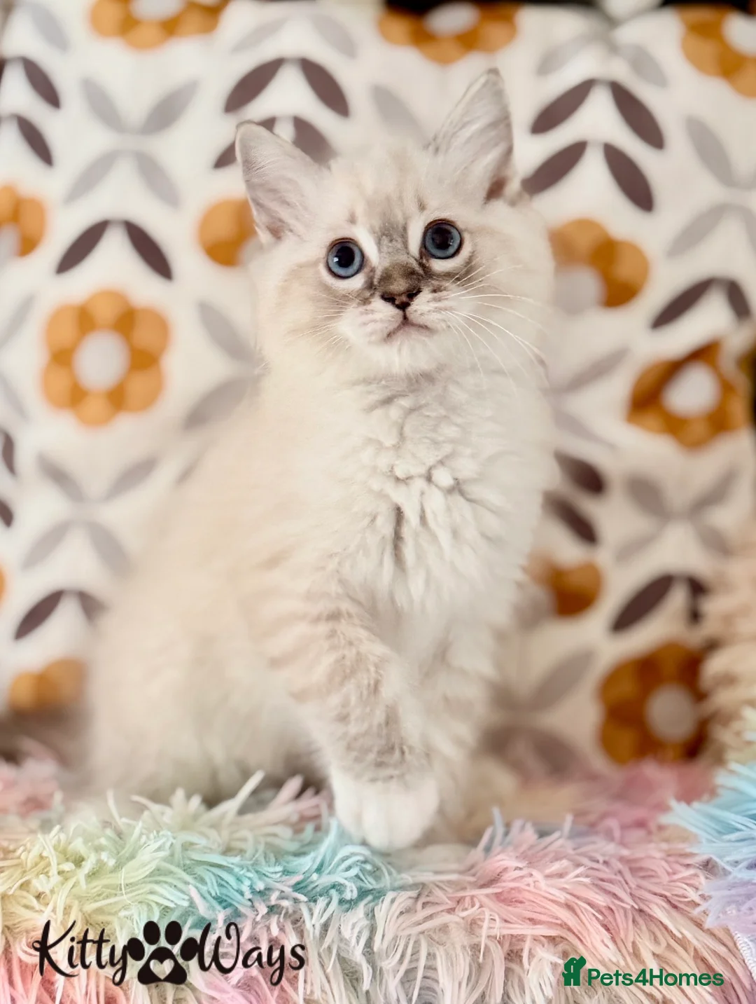 Ragdoll cats for sale: 🐾🩵*TICA REG* LYNX TABBY EU RAGDOLL KITTEN🩵🐾 - Advert 7