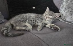 Mixed Breed cats for sale: 5 3/4 persian kittens ready now - Image 8