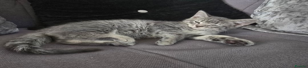 Mixed Breed Kitten 4