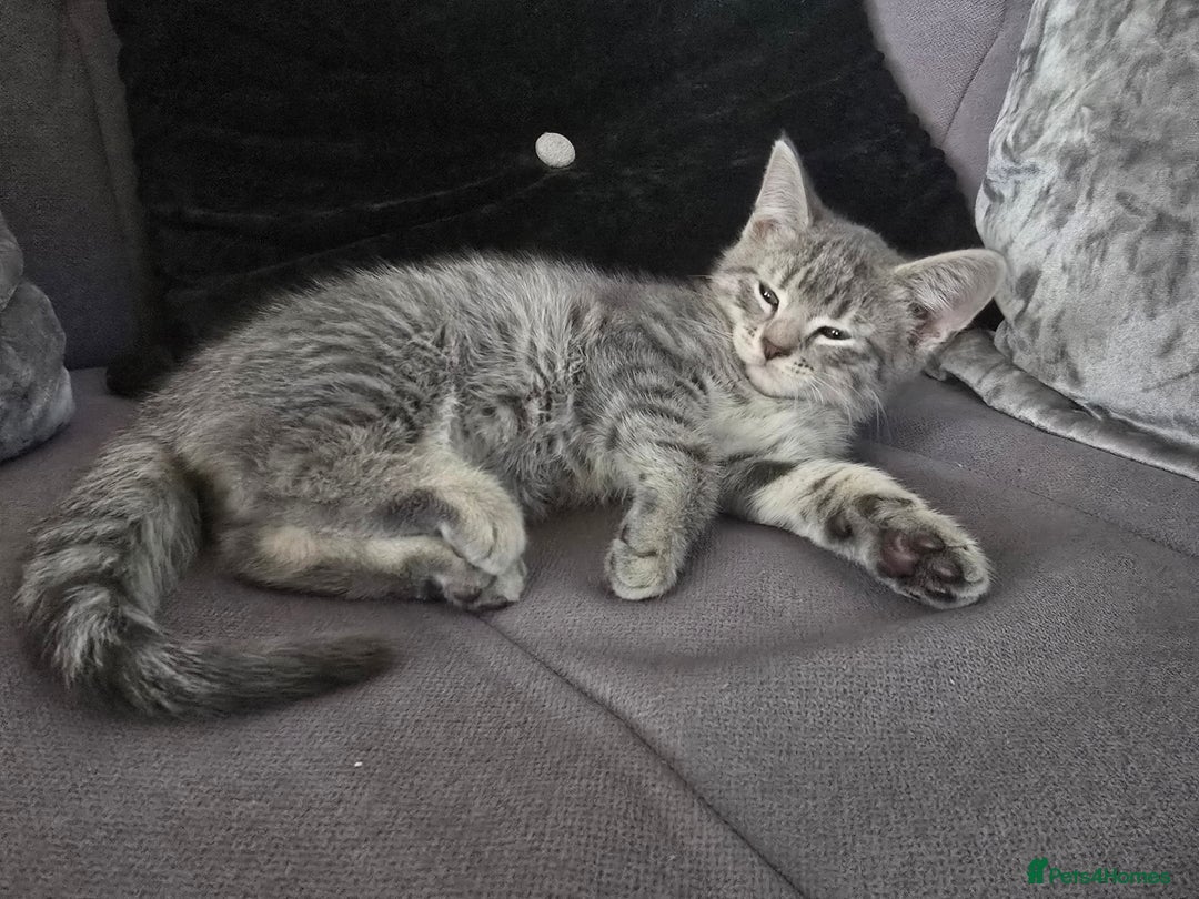Mixed Breed cats for sale: 5 3/4 persian kittens ready now - Image 8