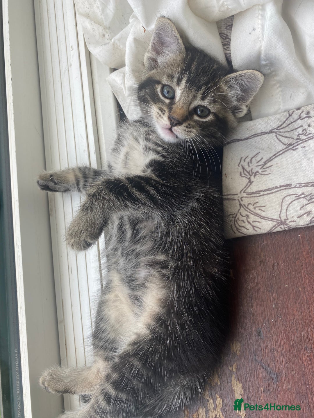 Domestic Shorthair cats for sale: 1 male and 3 female kittens ready next week  - Image 2