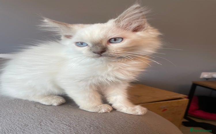 Ragdoll cats - Advert 16