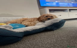 Cavapoo dogs for sale: F1 Cavapoo Male  - Image 3