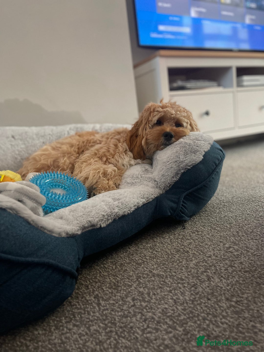 Cavapoo dogs for sale: F1 Cavapoo Male  - Image 3