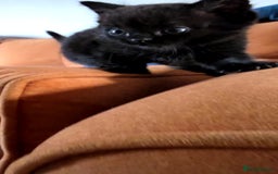 British Shorthair cats for sale: British shorthair x - Image 10
