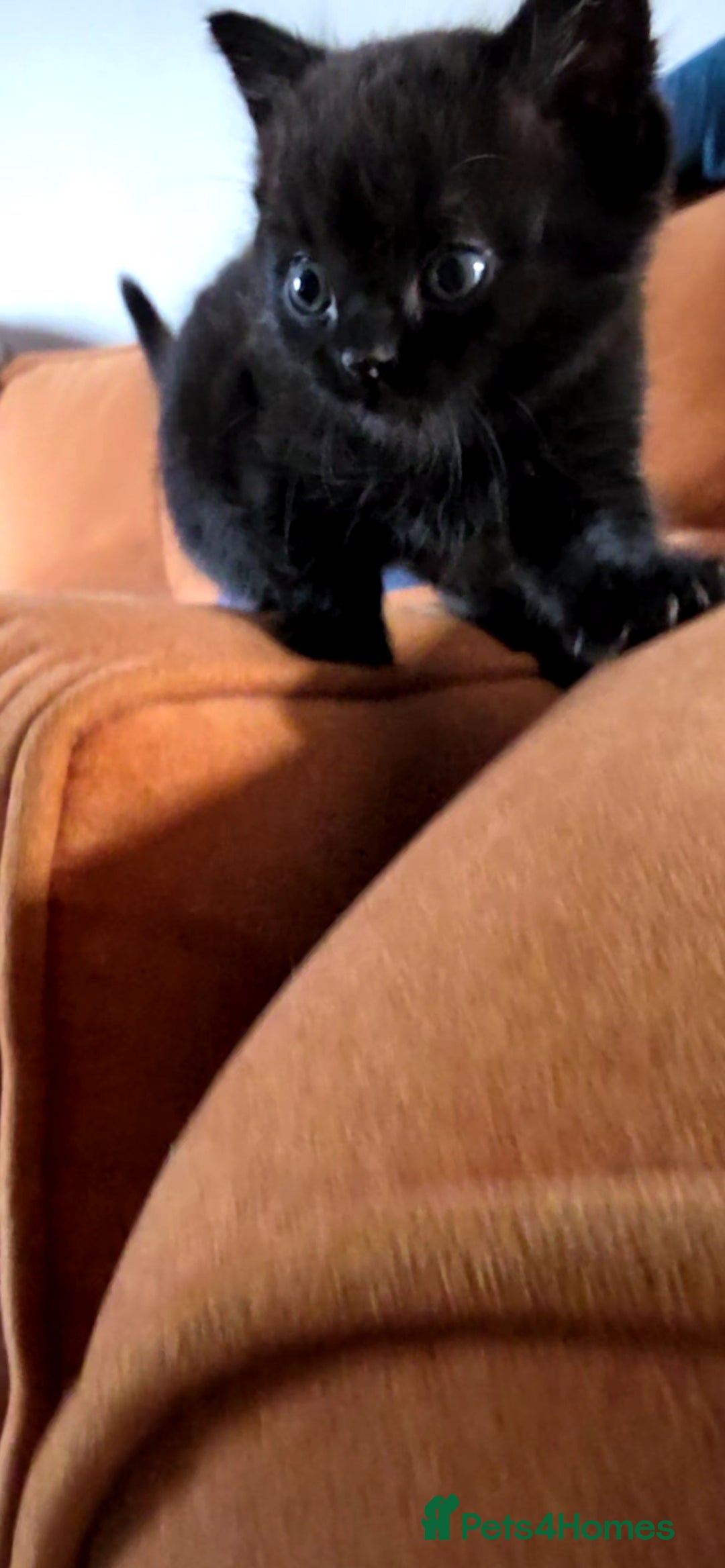 British Shorthair cats for sale: British shorthair x - Image 10