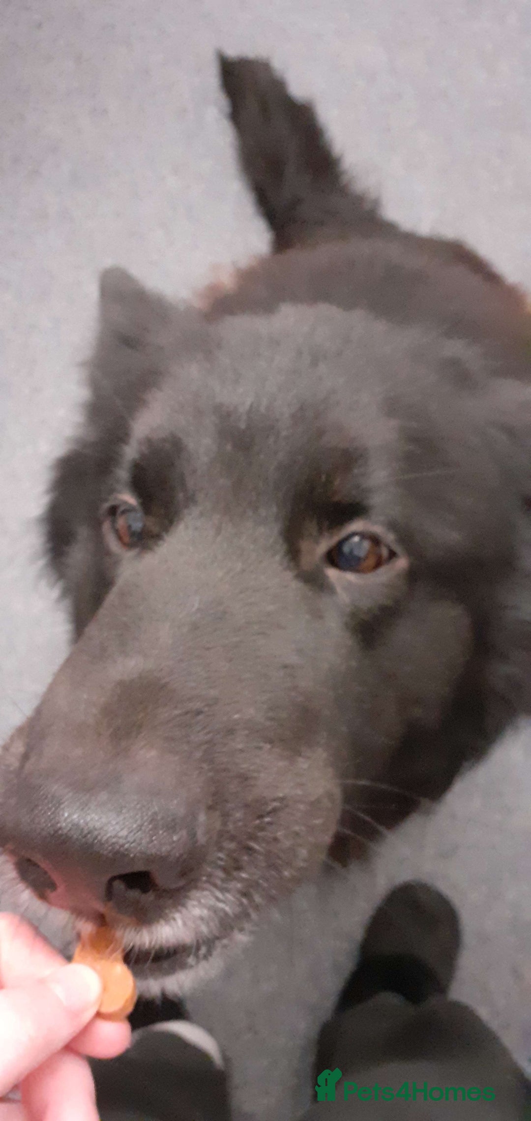 Mixed Breed dogs for sale: marshall  - Image 3