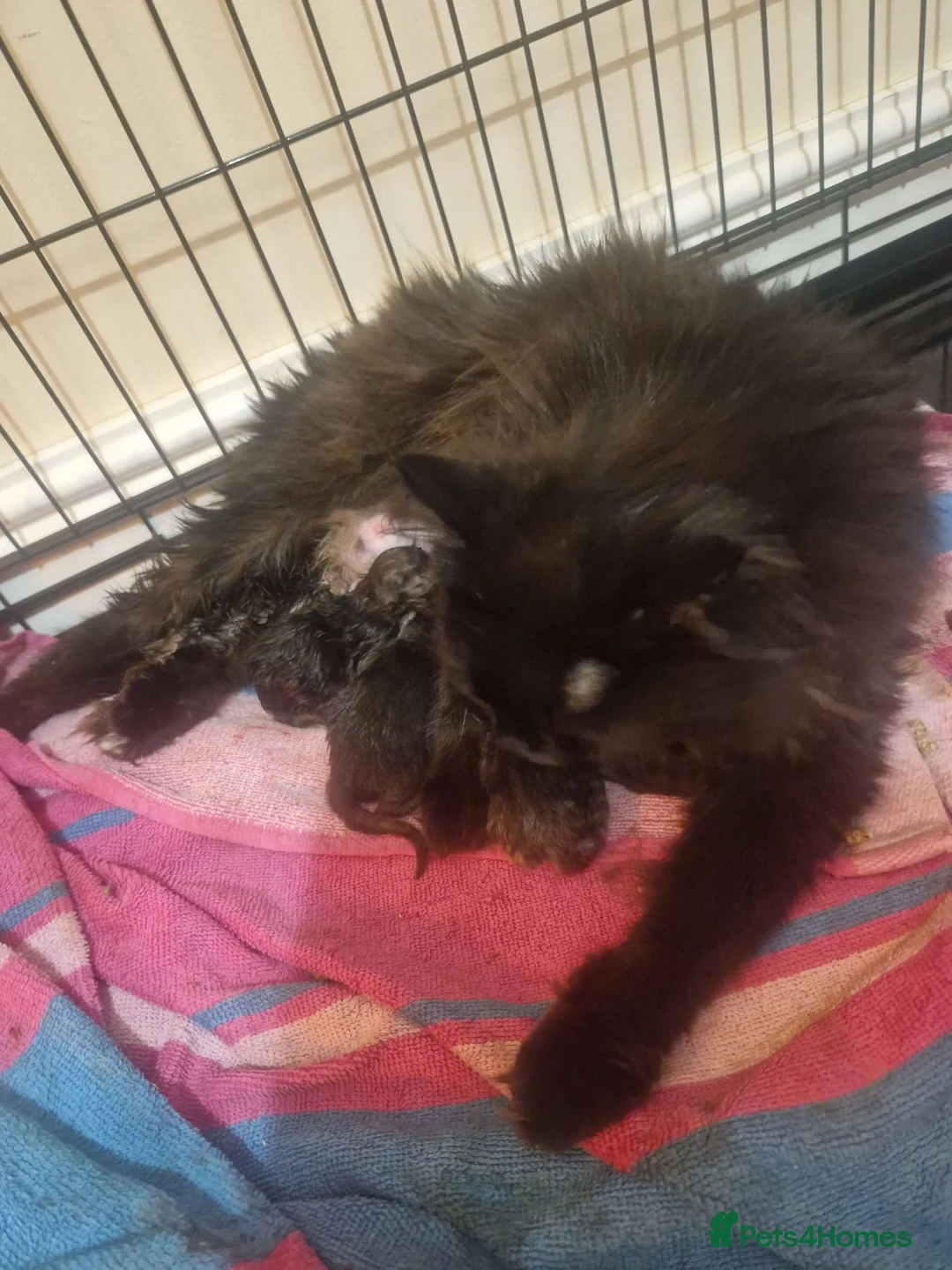 Mixed Breed cats for sale: Chincillia ragdoll - Advert 2