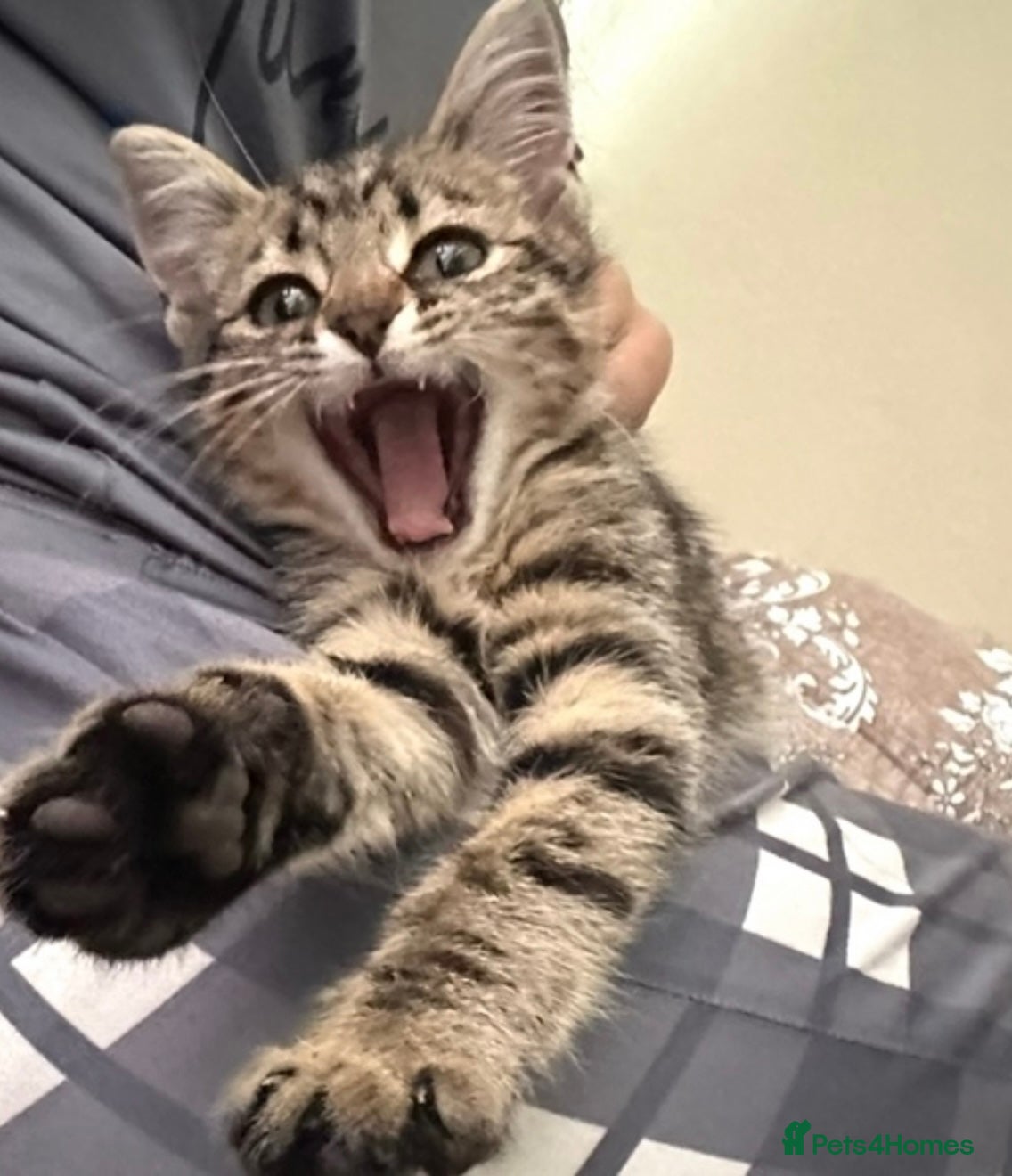 British Longhair cats Beautiful british longhair male  - Advert 1