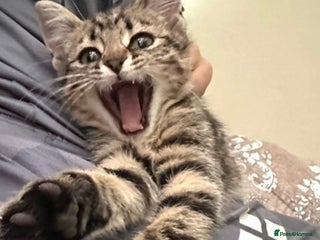 British Longhair cats Beautiful british longhair male - Advert 1