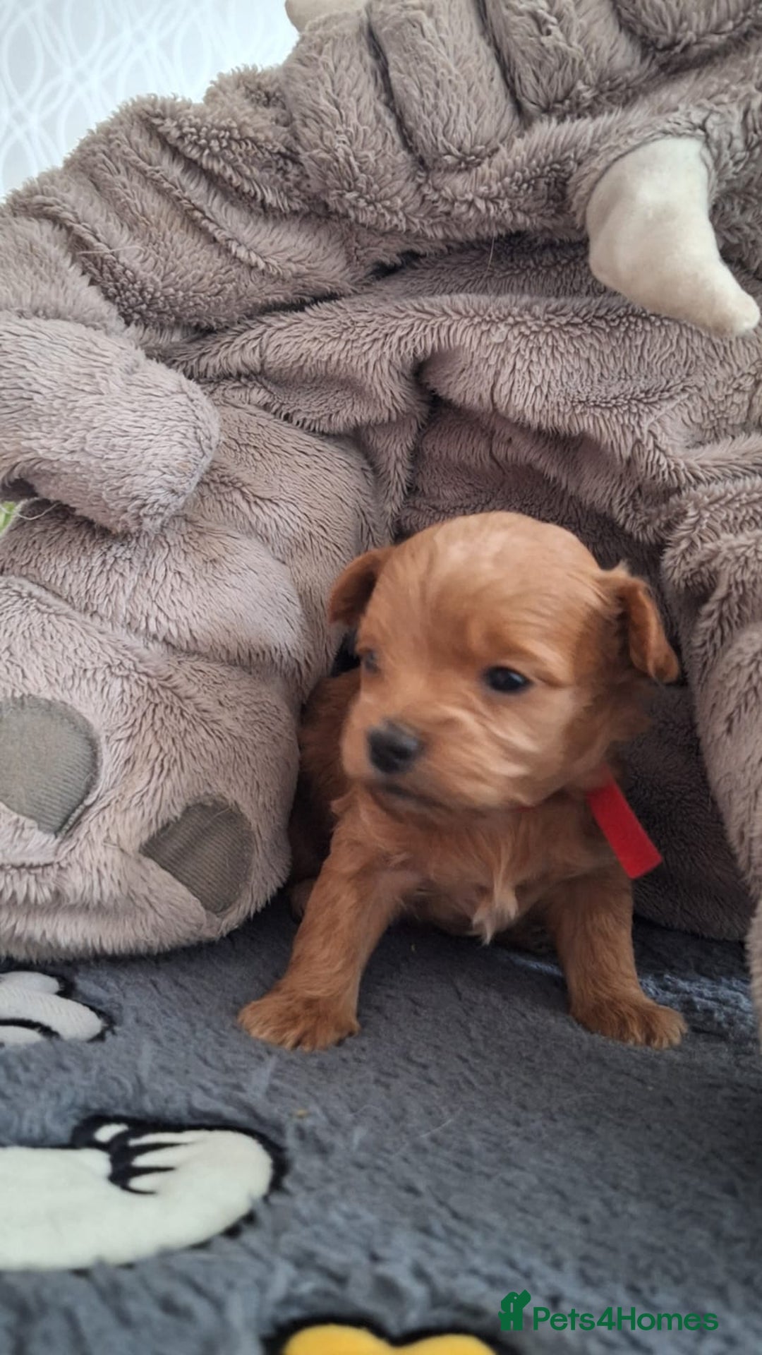 Chipoo dogs for sale: Asian chipoo  - Advert 14