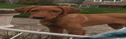 Labrador Retriever dogs for sale: KC Reg Deep Fox Red Lab -low parental hip score - Advert 7
