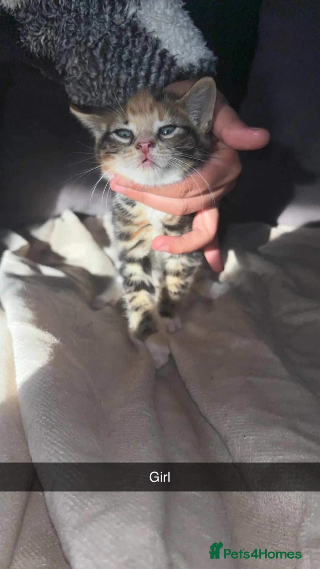 Mixed Breed cats for sale: 6 kittens available  - Advert 7