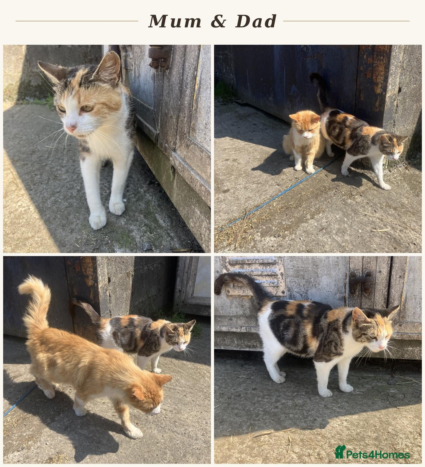 British Shorthair cats 4 Beautiful Kittens  - Advert 1