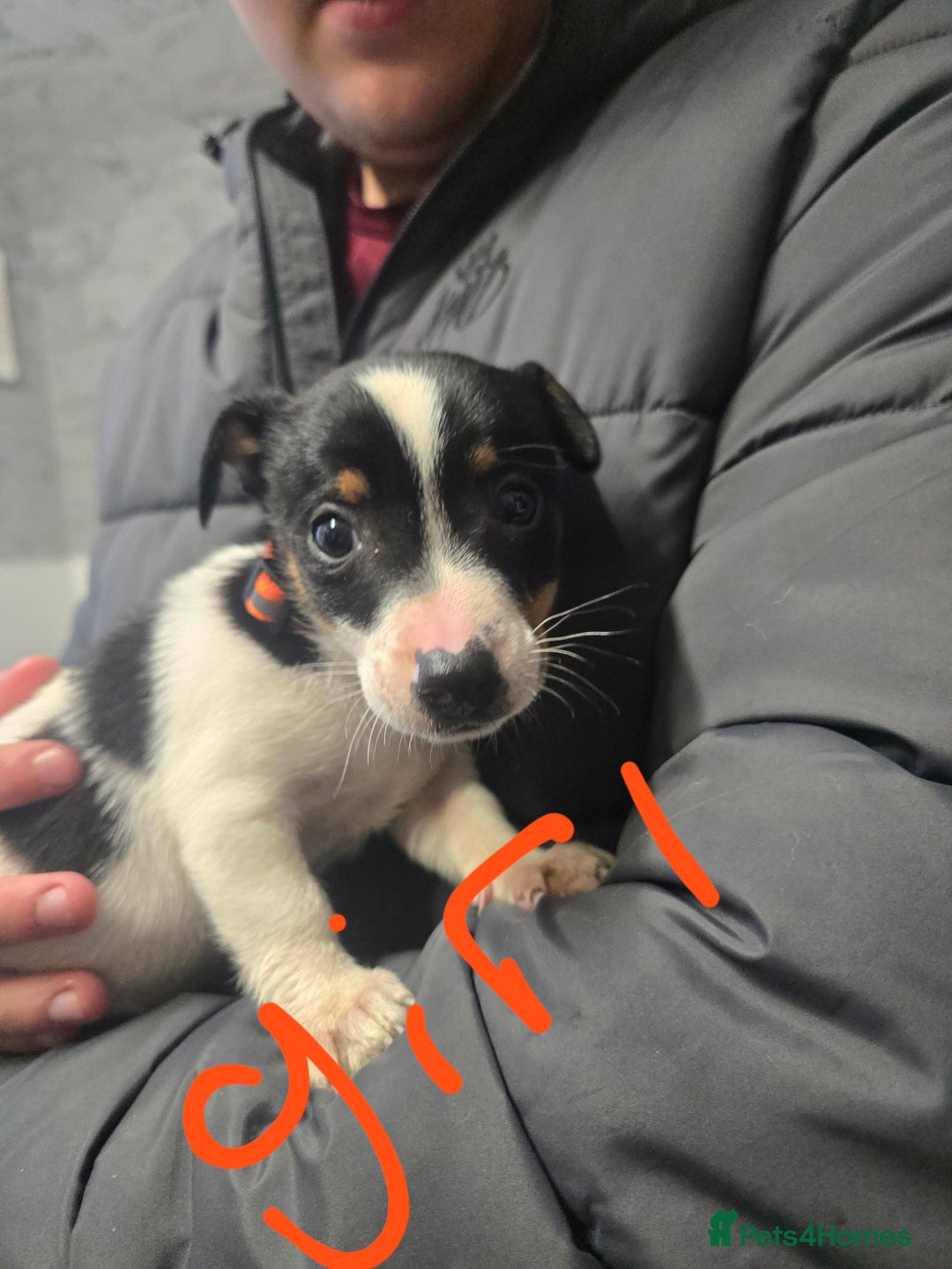 Jack Russell dogs for sale: Jack russel puppies - Advert 7