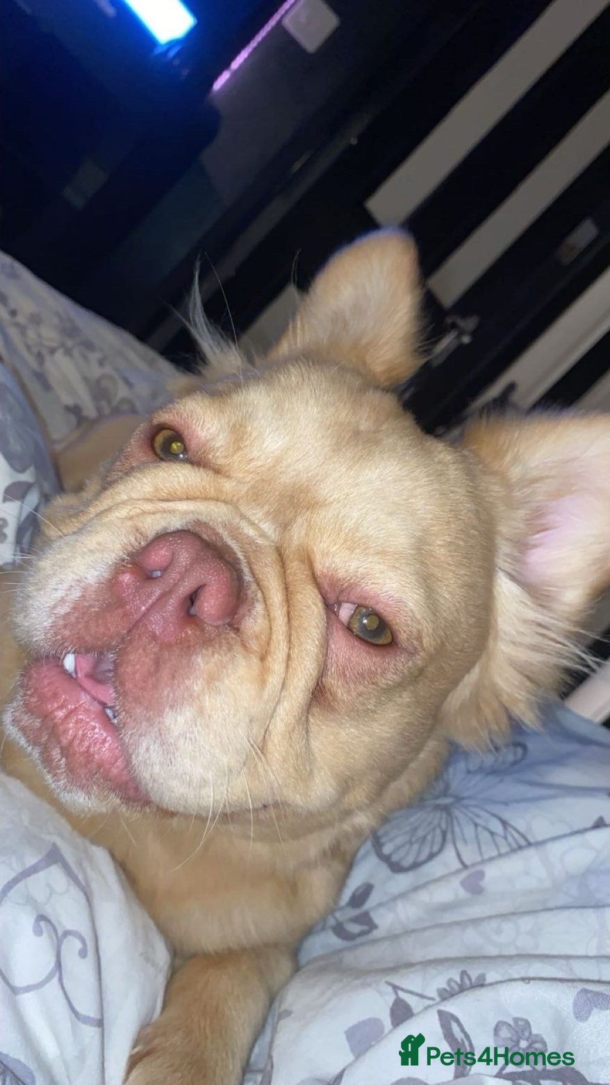 Kovu 