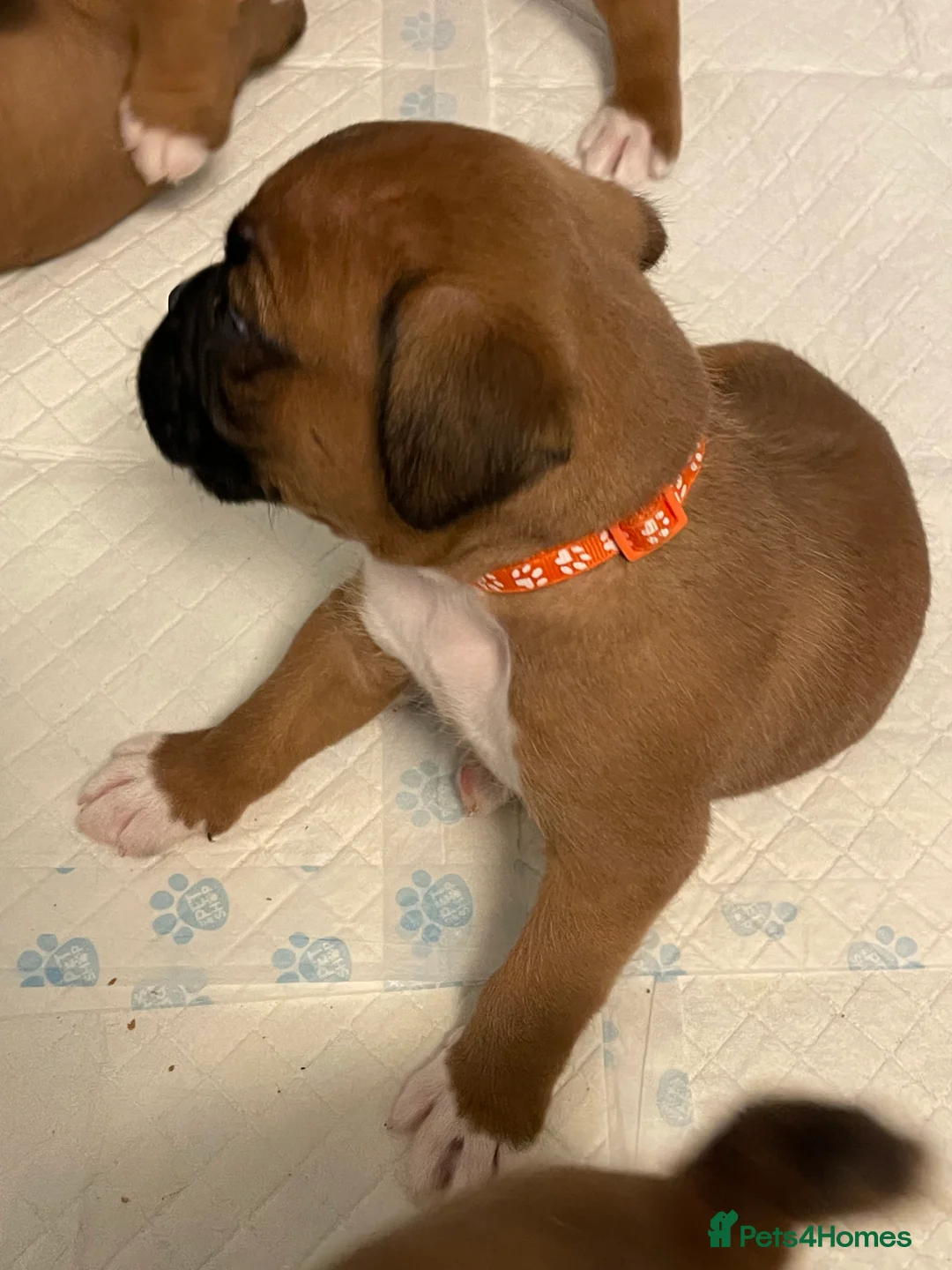 Boxer dogs for sale:  Stunning KC reg bobtailed boxers *1 girl left* - Advert 35