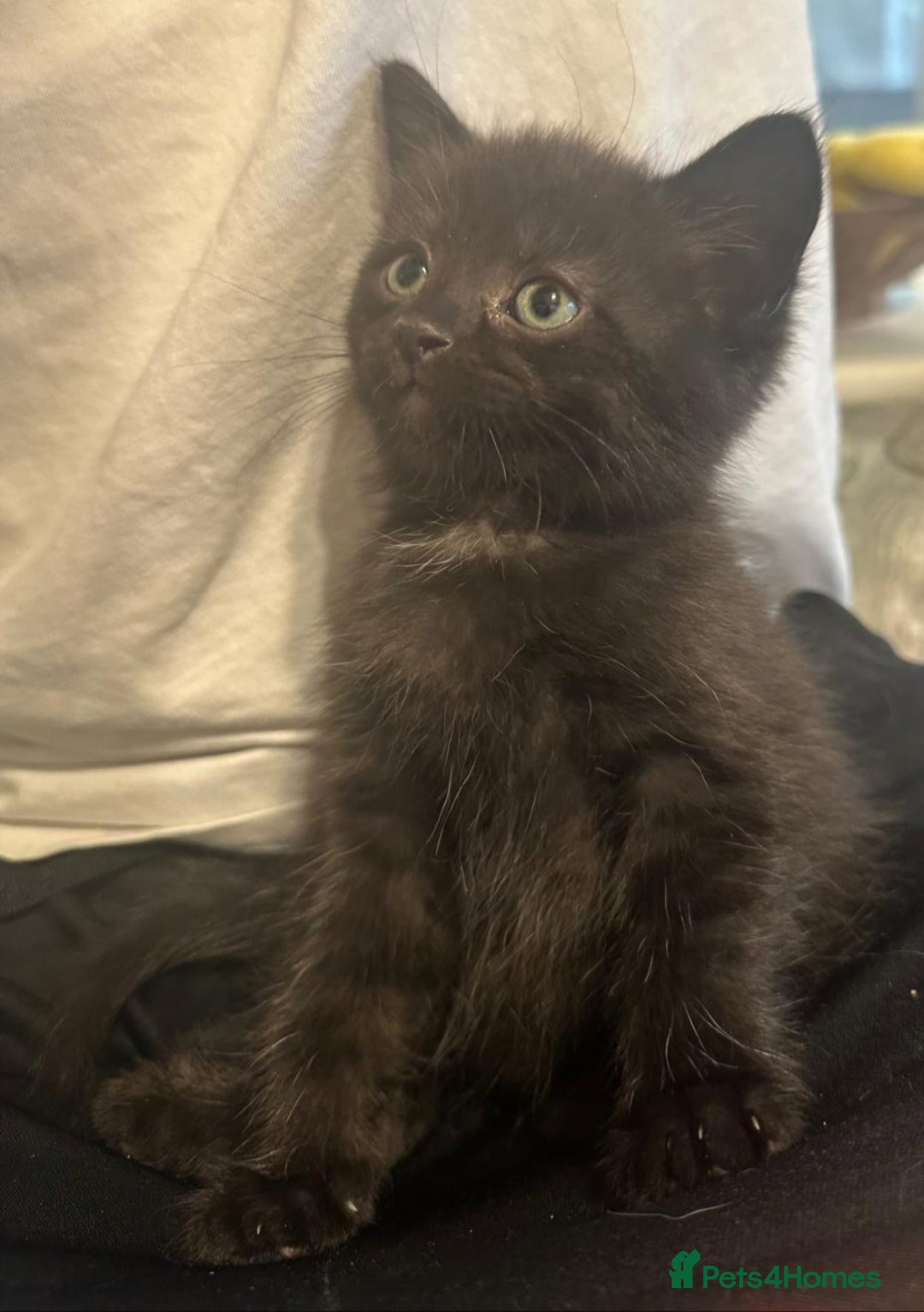 British Shorthair cats for sale: Beautiful British Short haired mixed kittens  - Image 2