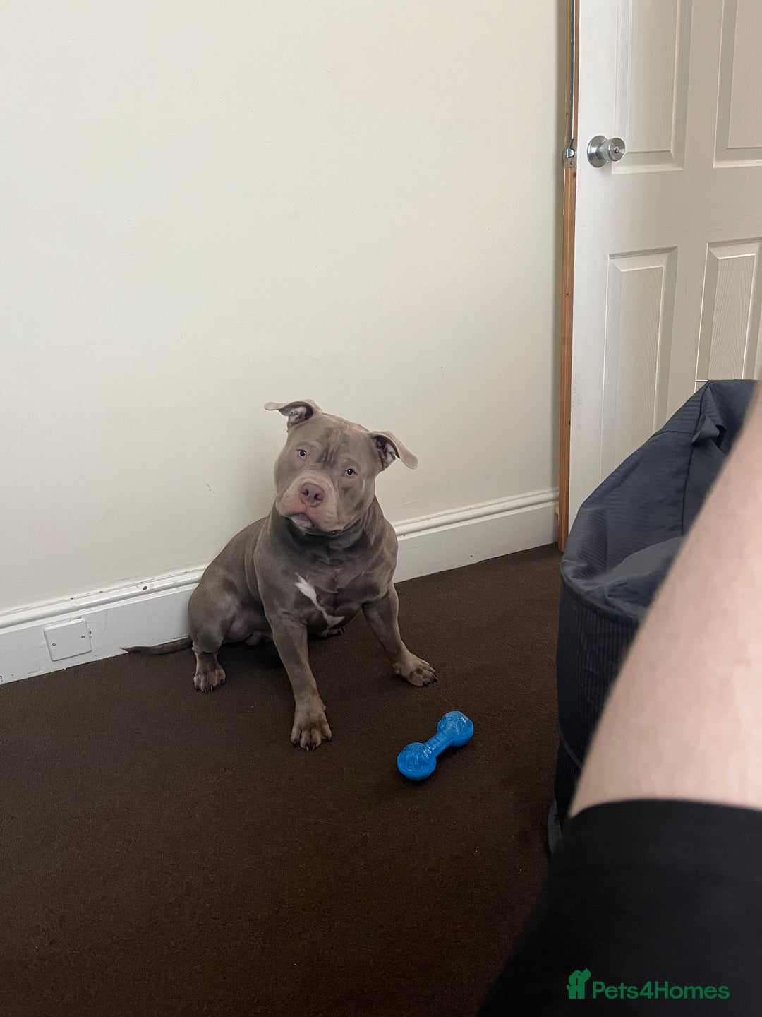 American Bully dogs for sale: Loki - American bully  - Image 3