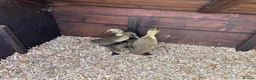 Ducks poultry for sale: Runner and Call Ducklings  - Advert 3