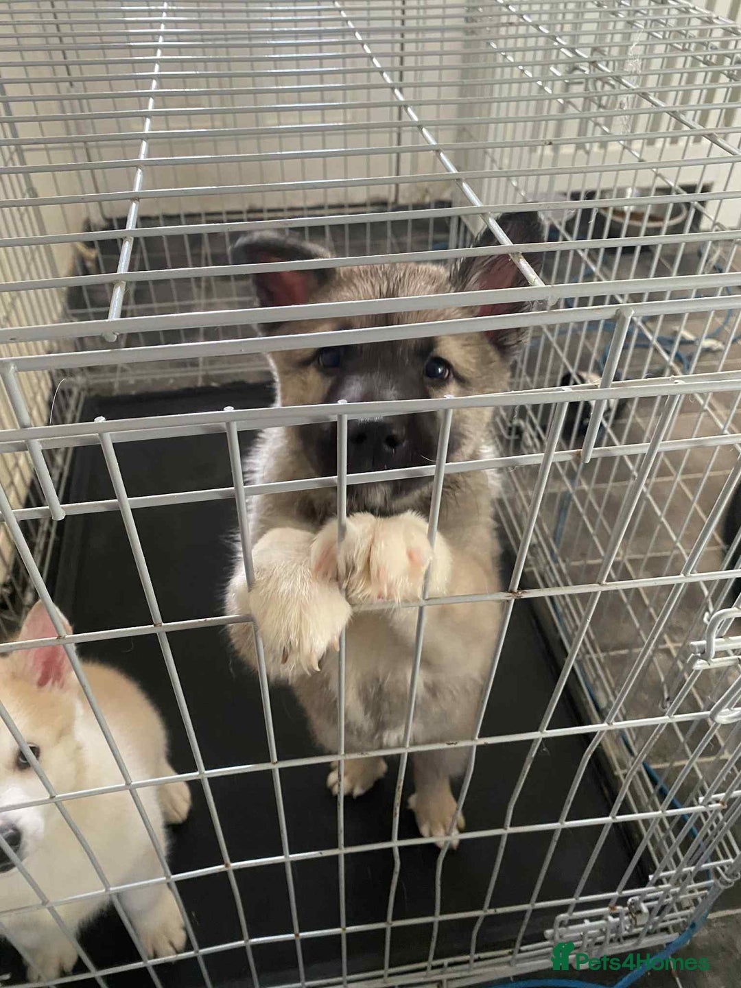 Huskita dogs for sale: ❤️huskey/ akita - Advert 2