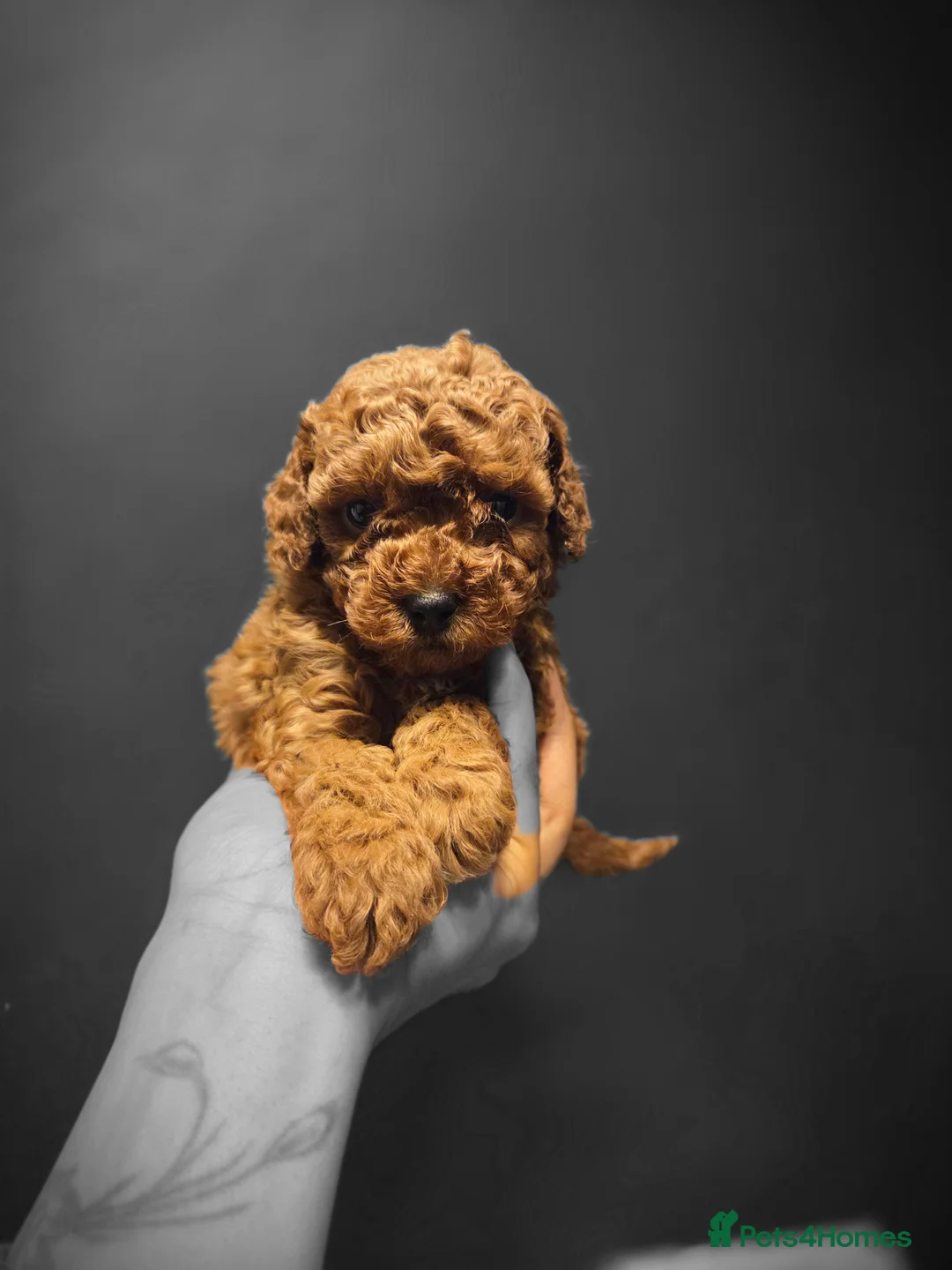 Cavapoo dogs for sale: 4x Asian Toy Poodle X Cavapoo Puppies  - Advert 2