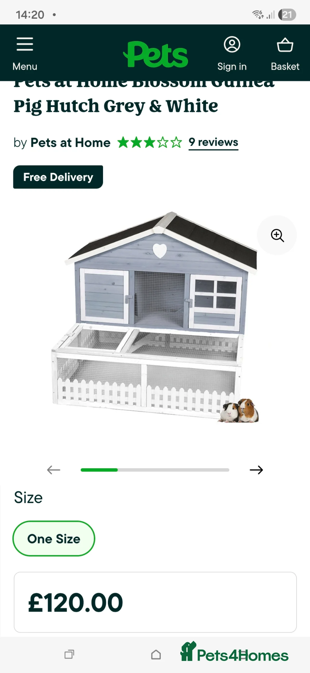 Guinea Pig rodents for sale: Complete set up guinea pig. in Telford - Advert 11